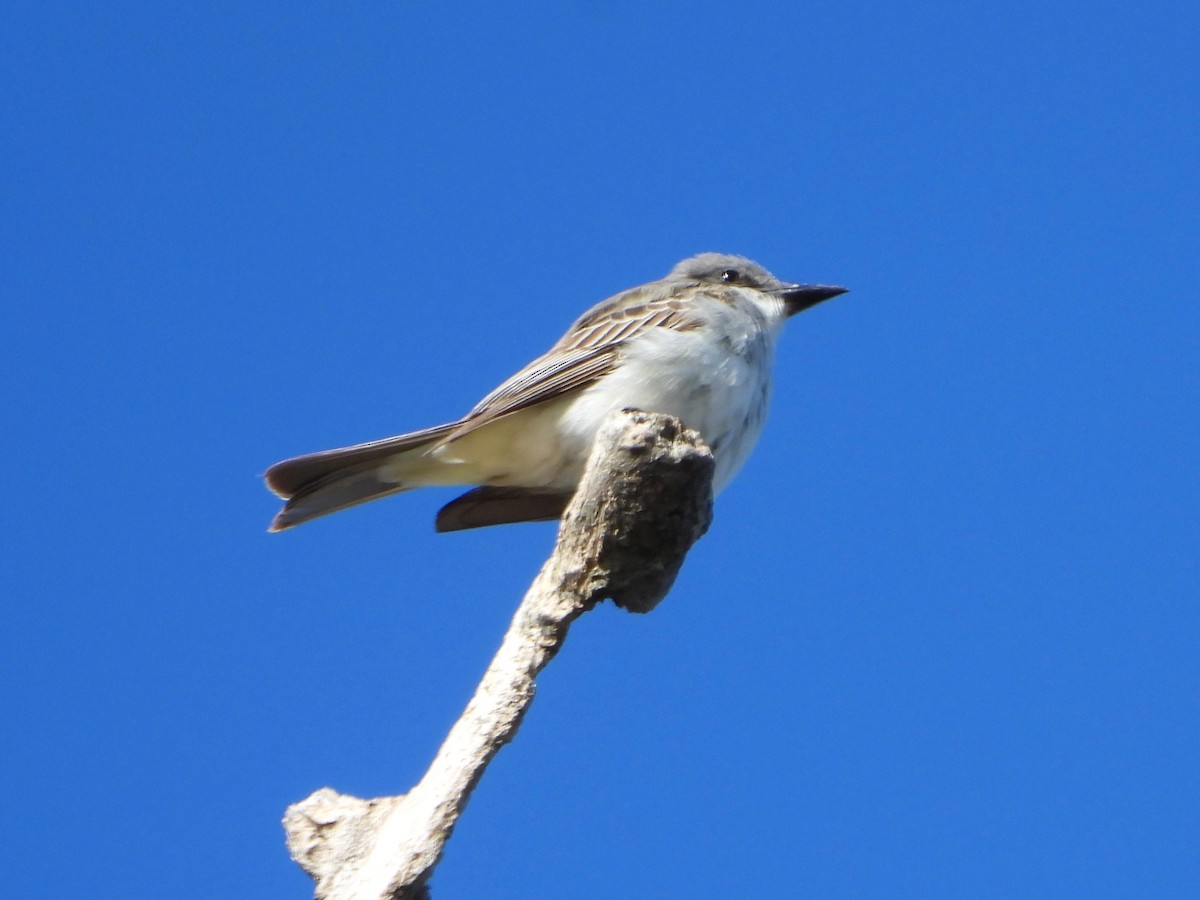 Gray Kingbird - ML644173727