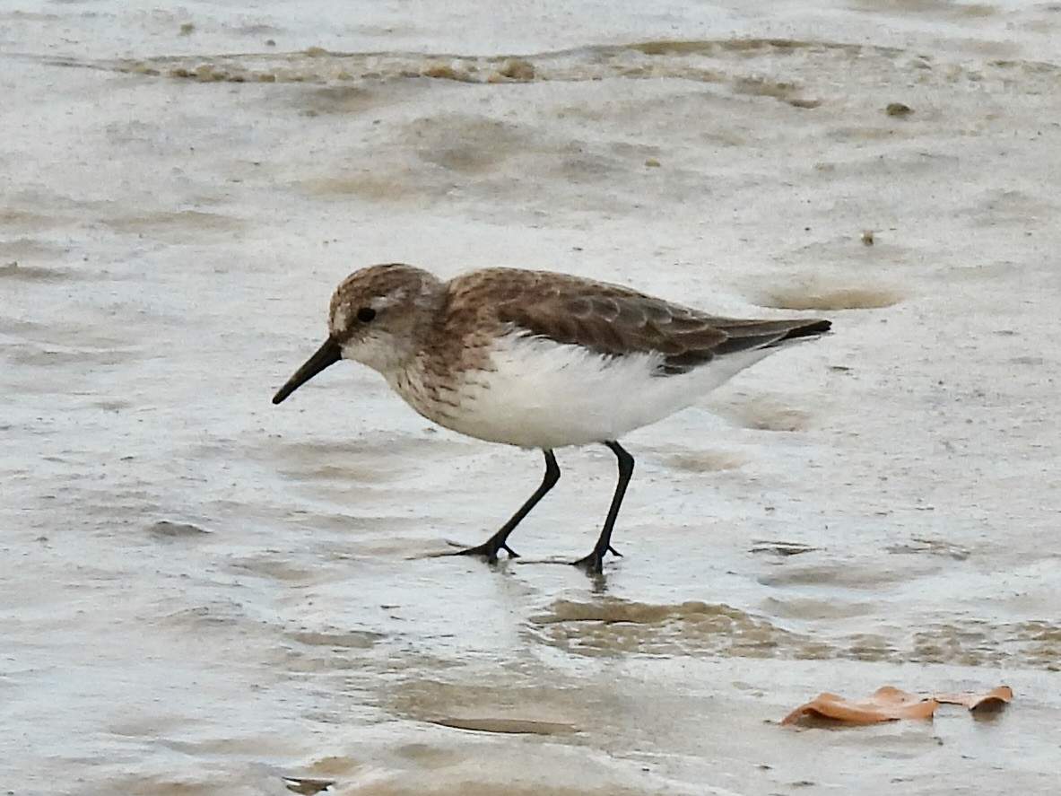 Bergstrandläufer - ML644173735