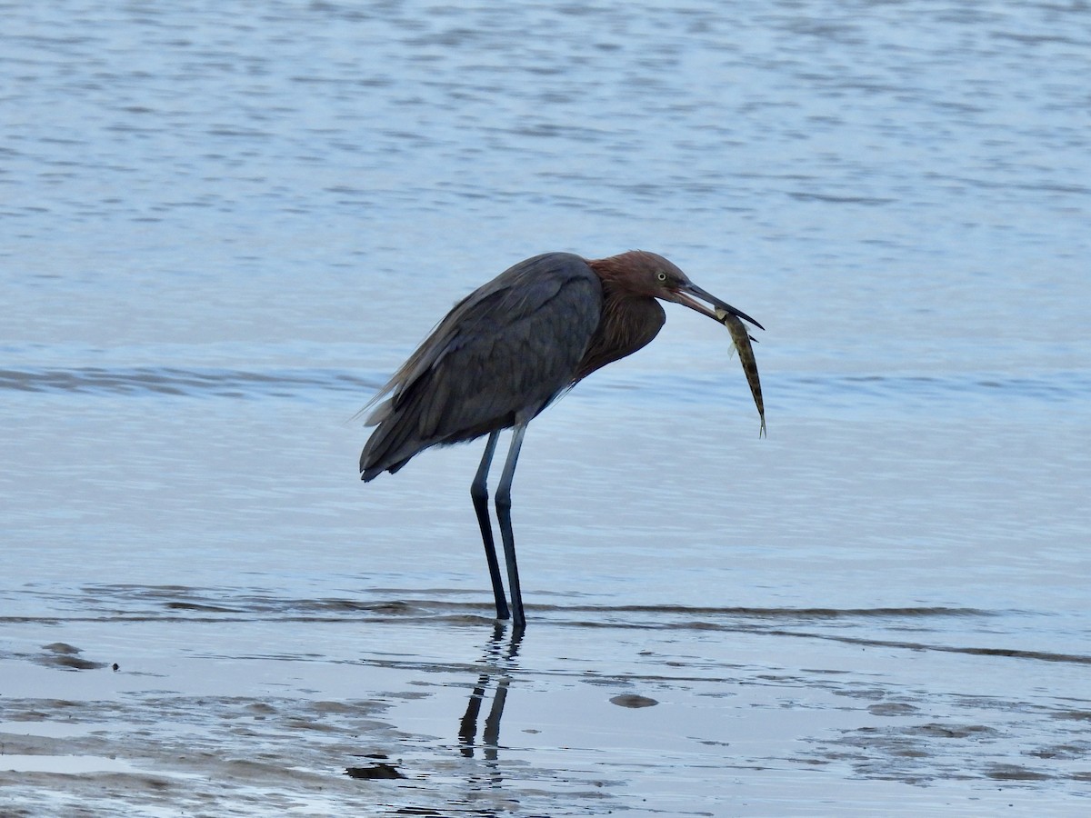 Rötelreiher - ML644173758