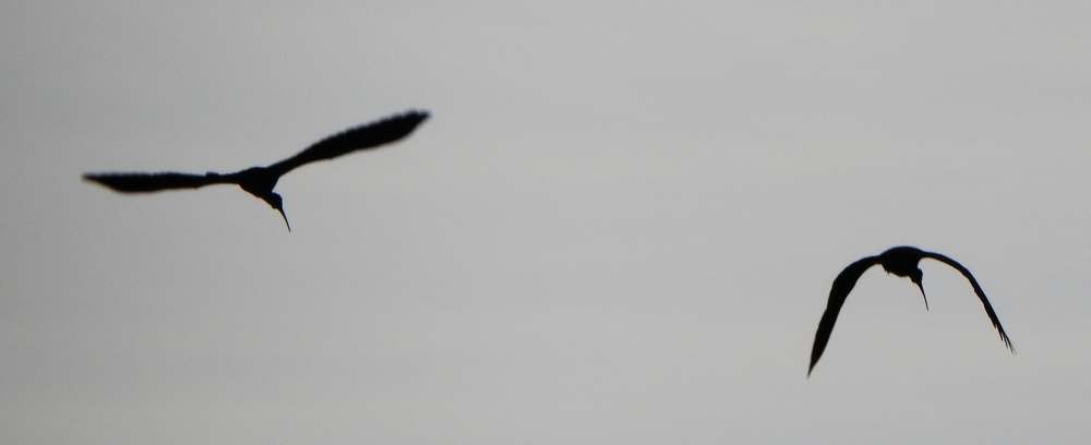 Bare-faced Ibis - ML644173769