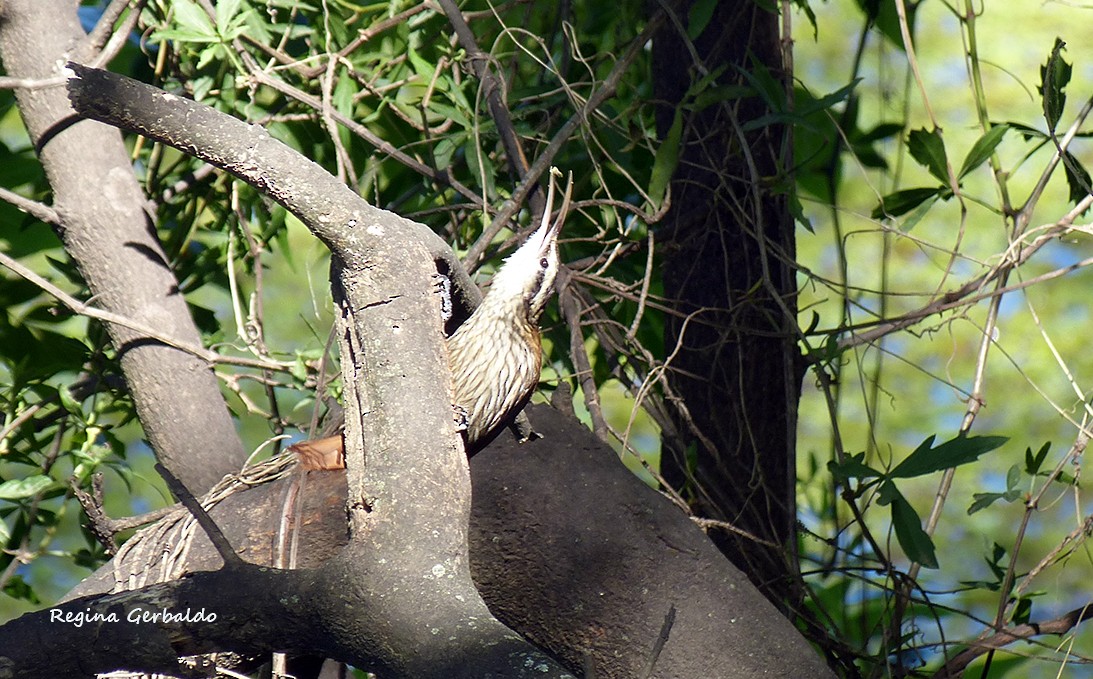 Narrow-billed Woodcreeper - ML644173776