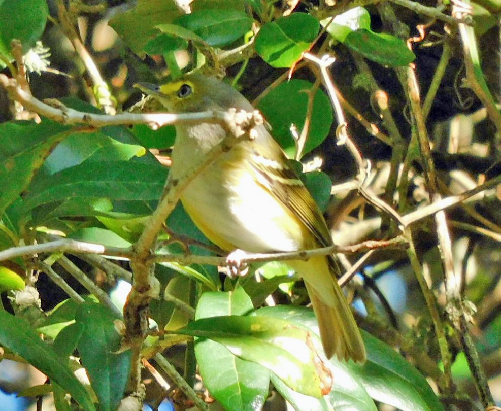 White-eyed Vireo - ML644173782