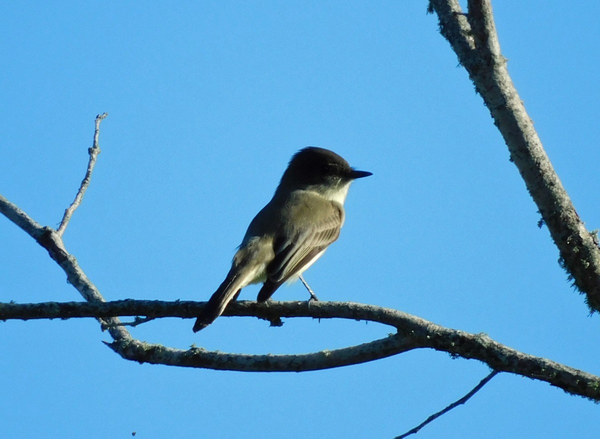 Eastern Phoebe - ML644173788