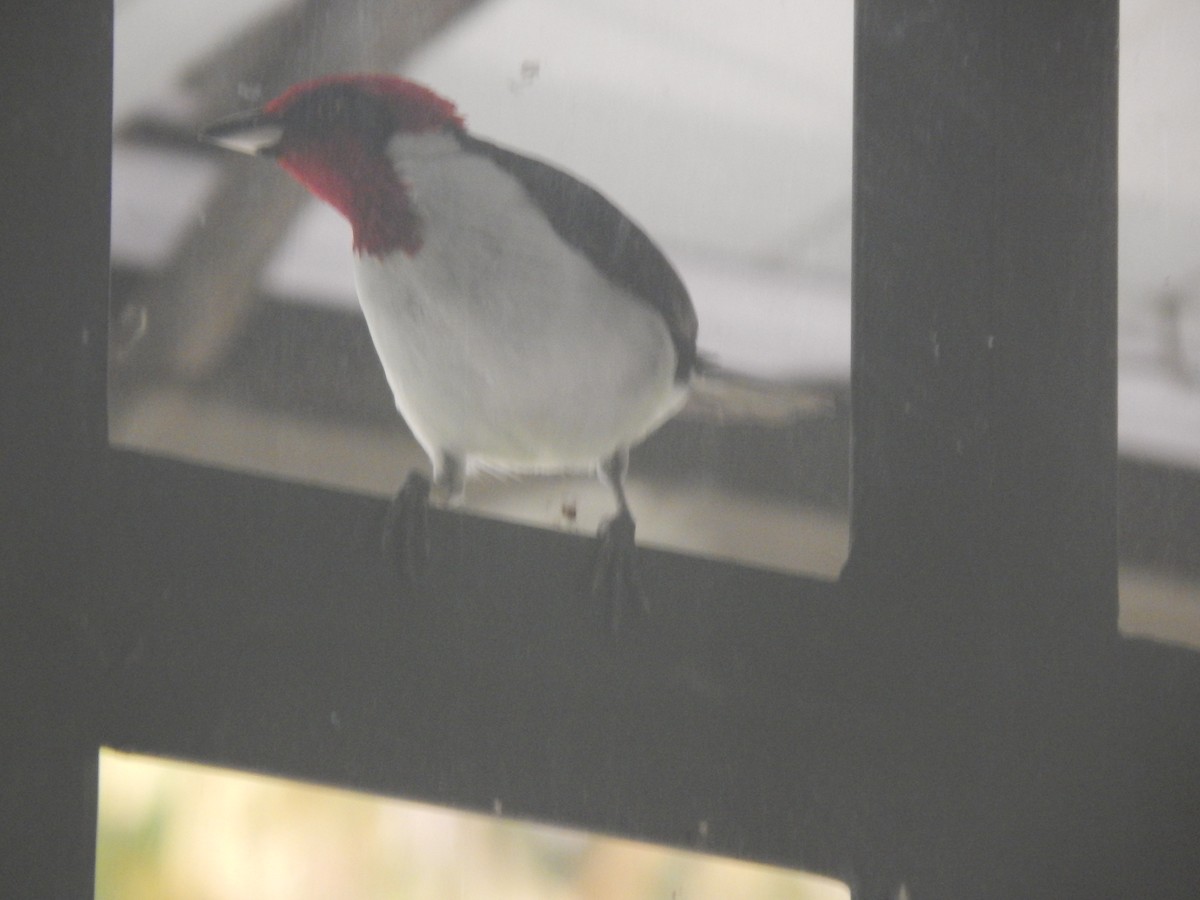 Masked Cardinal - ML644173808