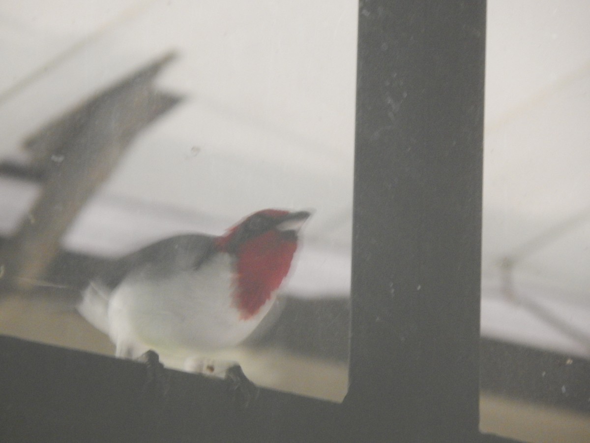 Masked Cardinal - ML644173809