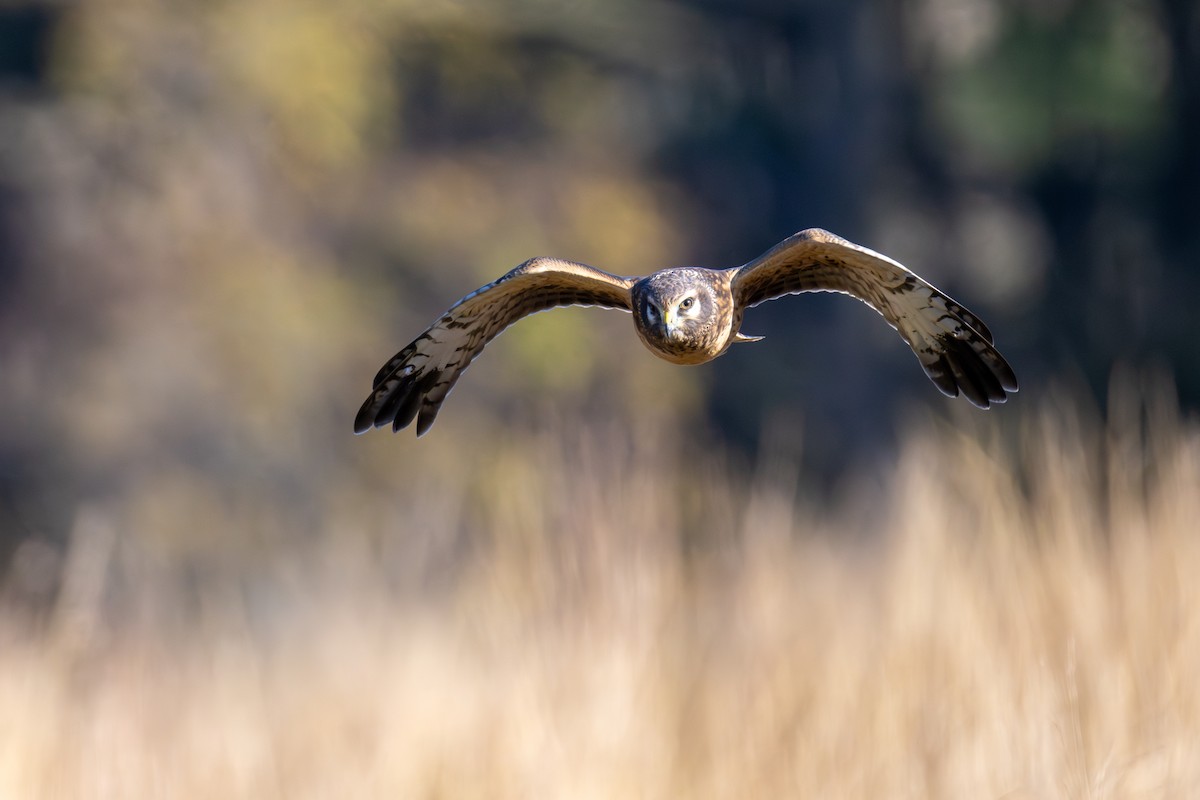 Northern Harrier - ML644173815