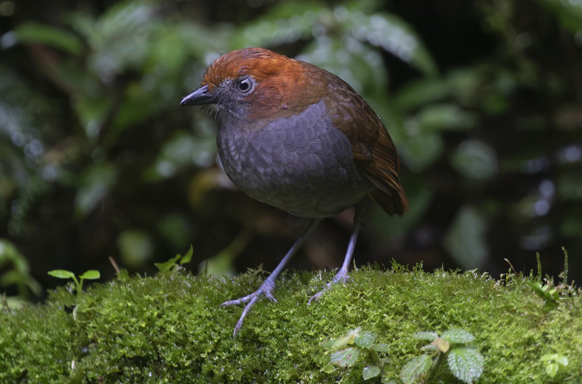 Chestnut-naped Antpitta - ML644173826