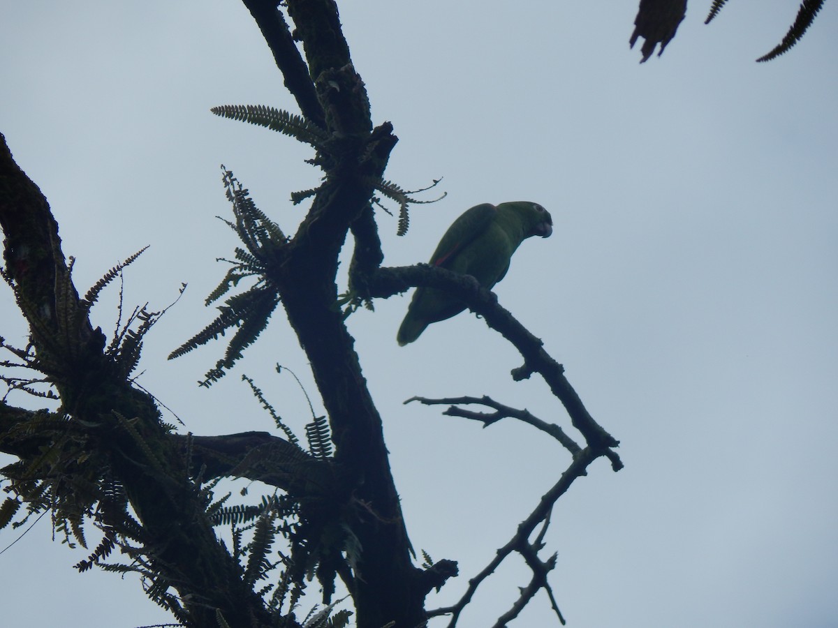 Yellow-crowned Amazon - ML644173834