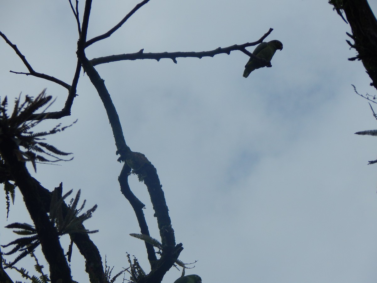 Yellow-crowned Amazon - ML644173835