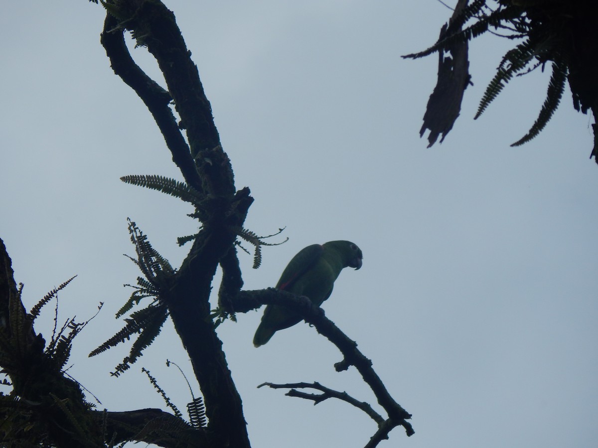 Yellow-crowned Amazon - ML644173836
