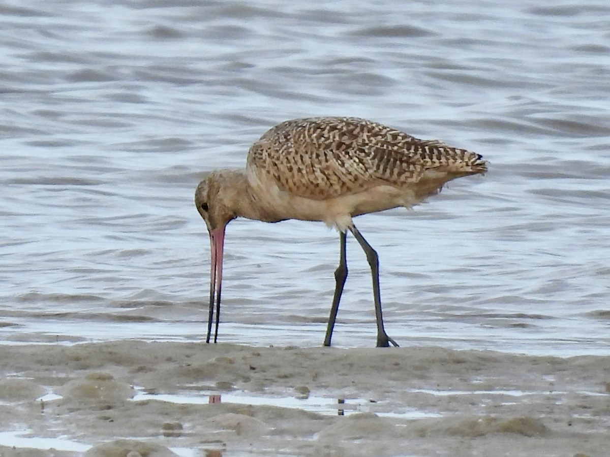 Marmorschnepfe - ML644173837