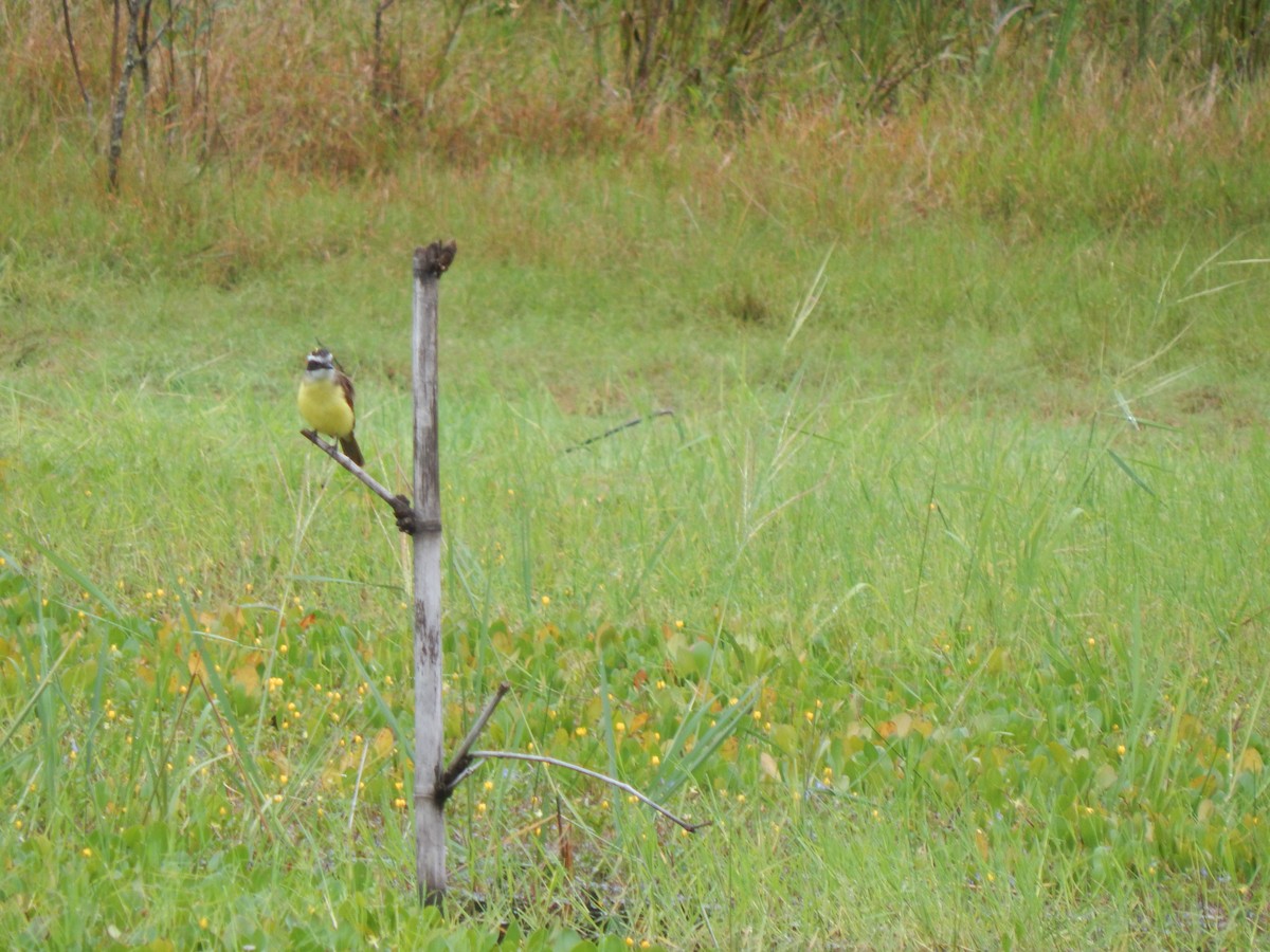 Lesser Kiskadee - ML644173860