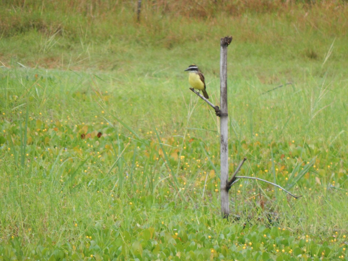 Lesser Kiskadee - ML644173861
