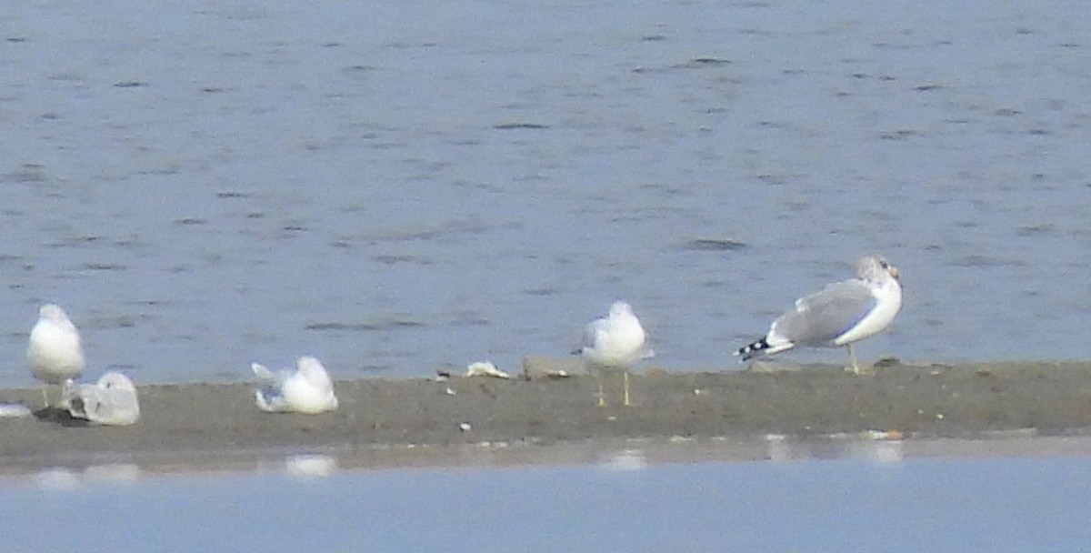 racek jezerní - ML644173869