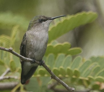 Colibrí Zumbadorcito - ML644173870