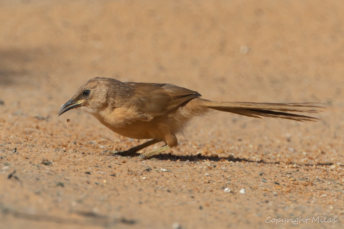 Fulvous Chatterer - ML644173881