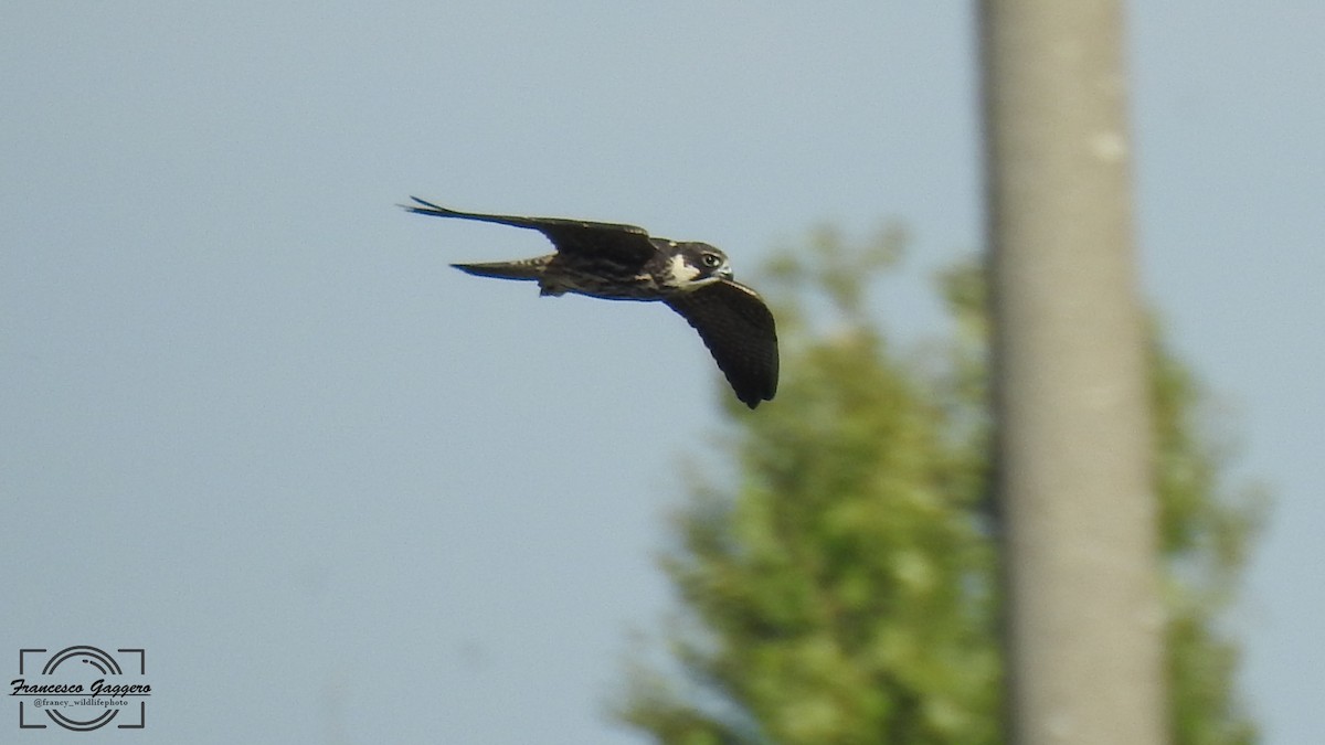 Eurasian Hobby - ML644173882