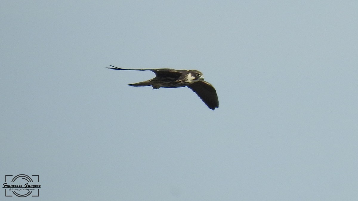 Eurasian Hobby - ML644173883