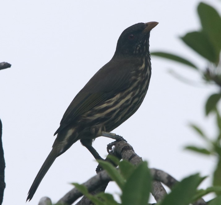 Palmchat - ML644173886