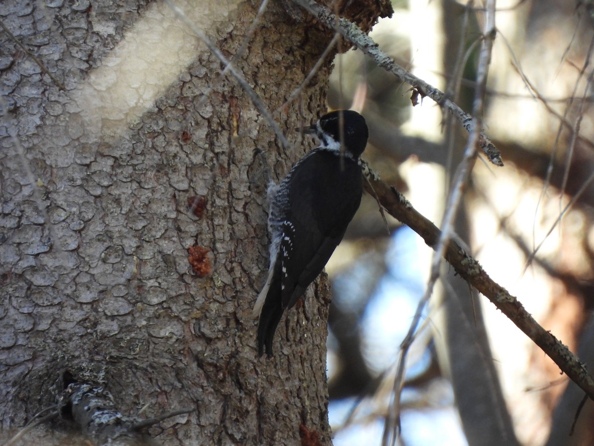 Black-backed Woodpecker - ML644173912