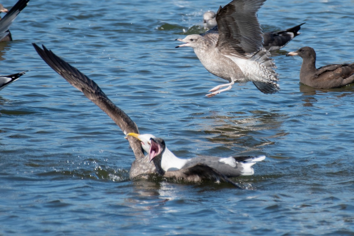 Western Gull - ML644173913
