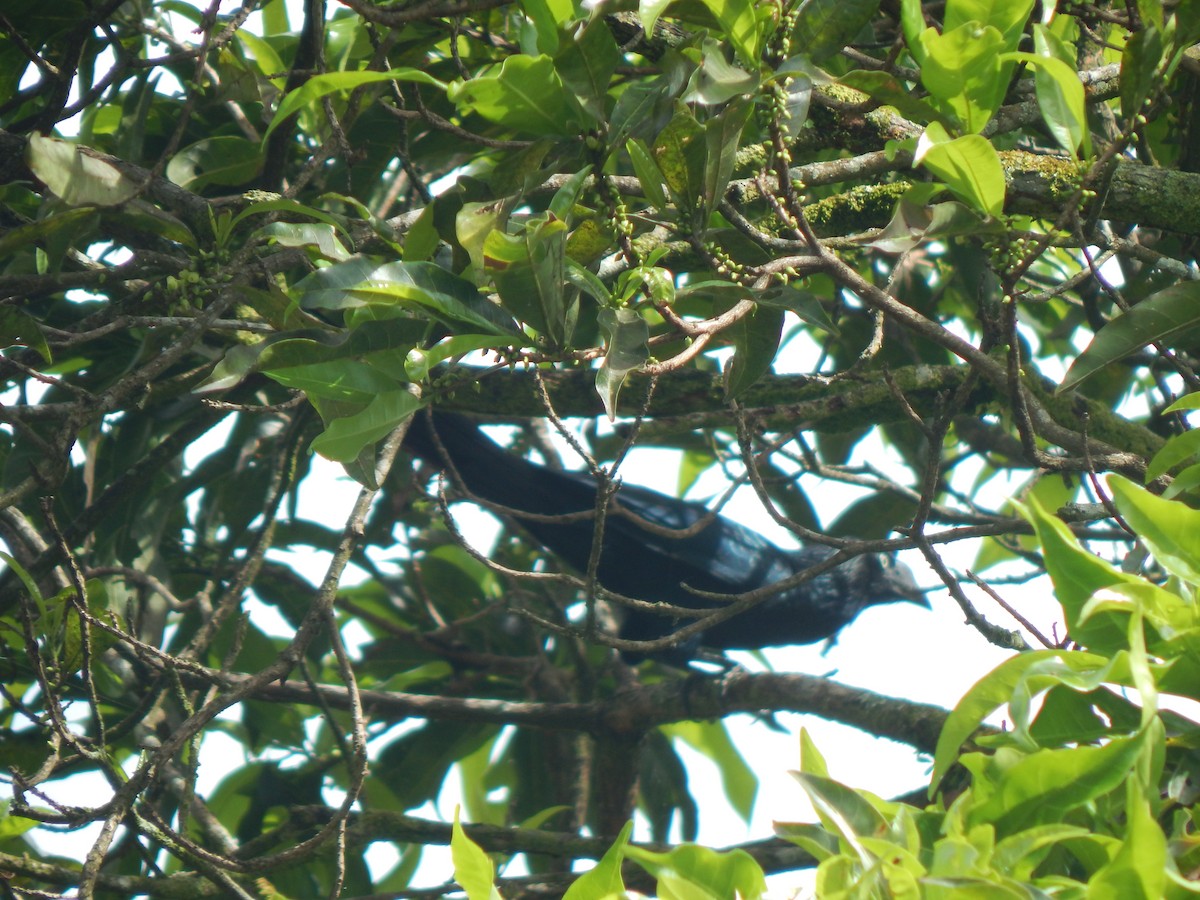 Greater Ani - ML644173915