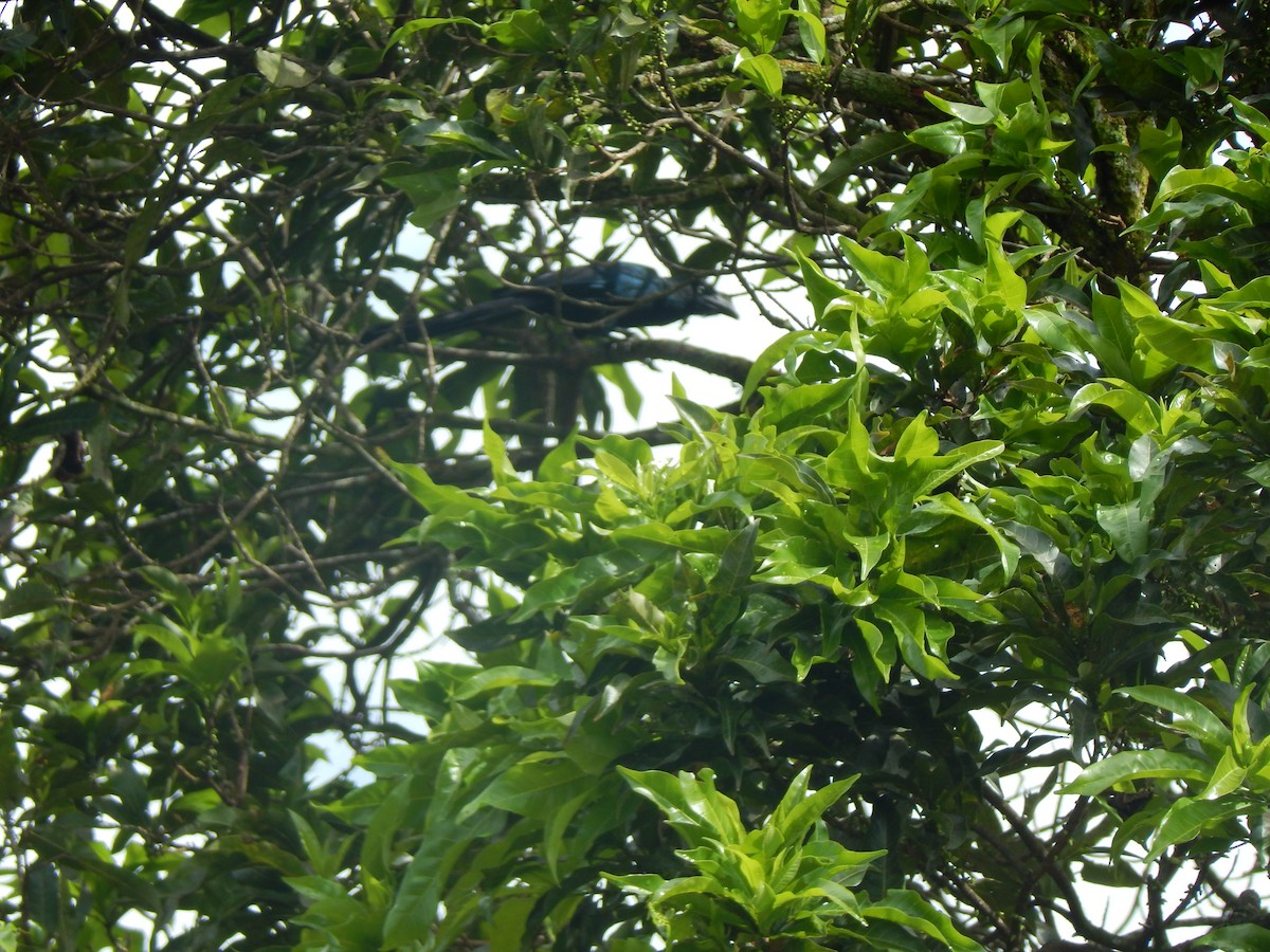 Greater Ani - ML644173916