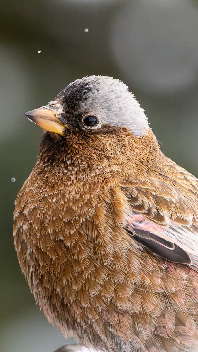 Gray-crowned Rosy-Finch - ML644174014