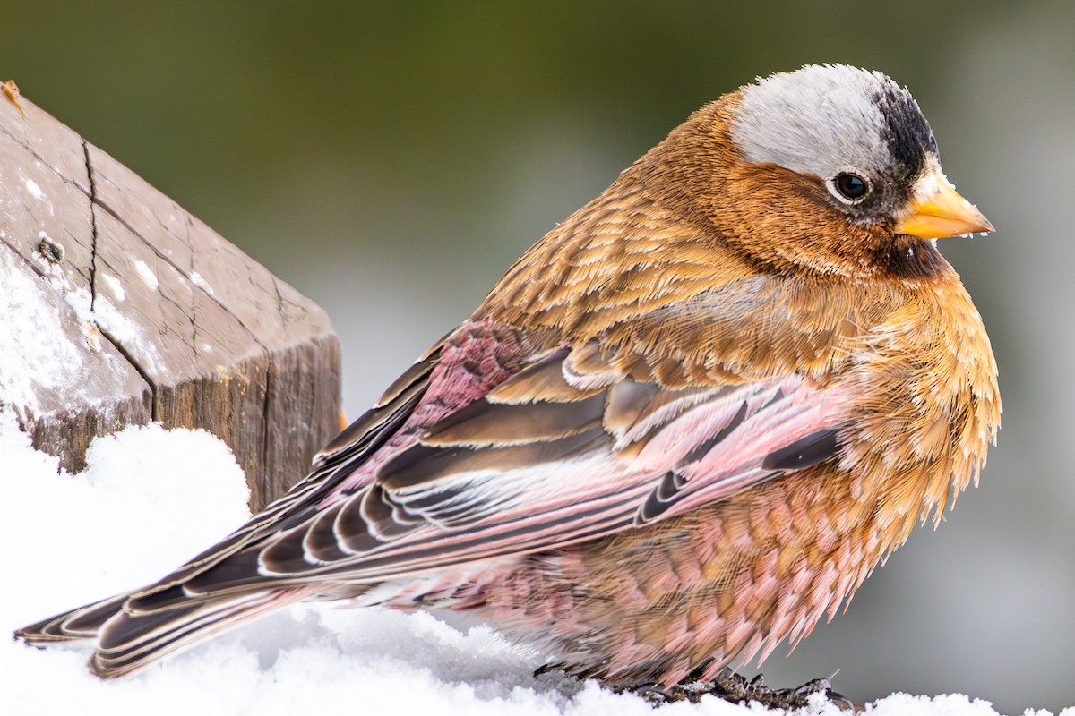 Gray-crowned Rosy-Finch - ML644174015