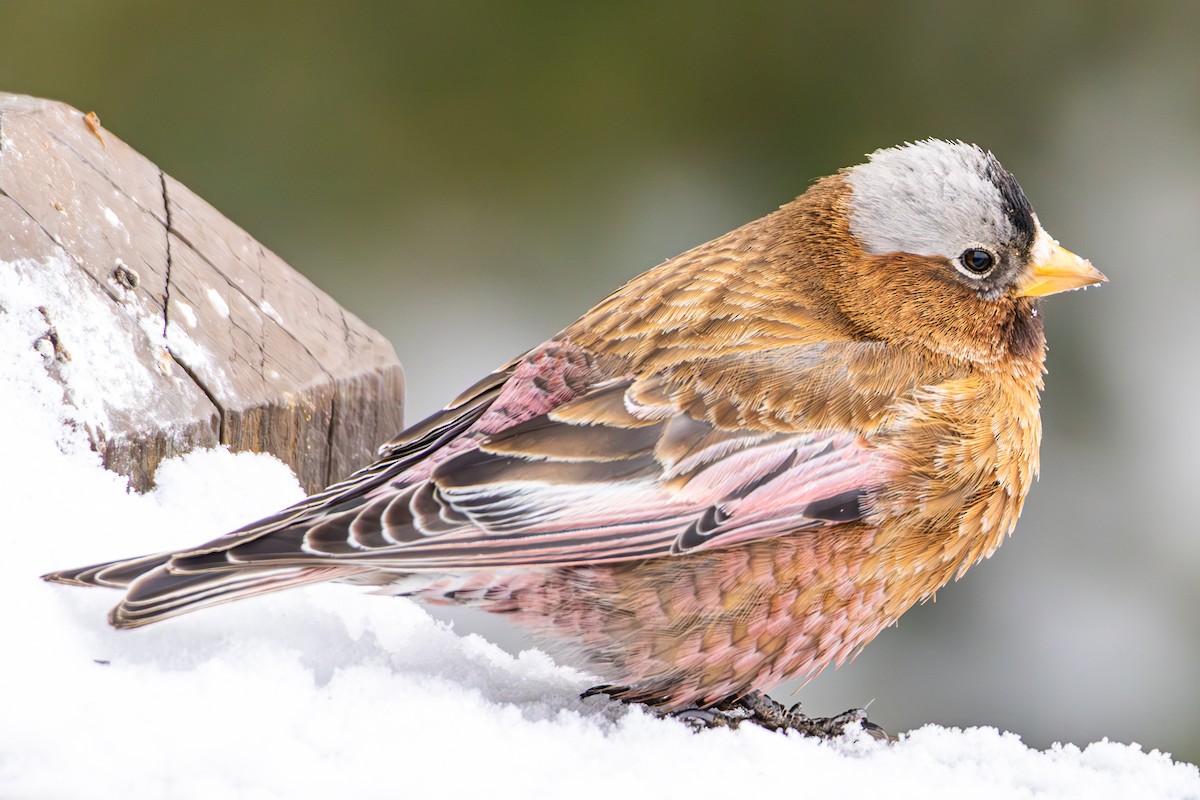 Gray-crowned Rosy-Finch - ML644174018