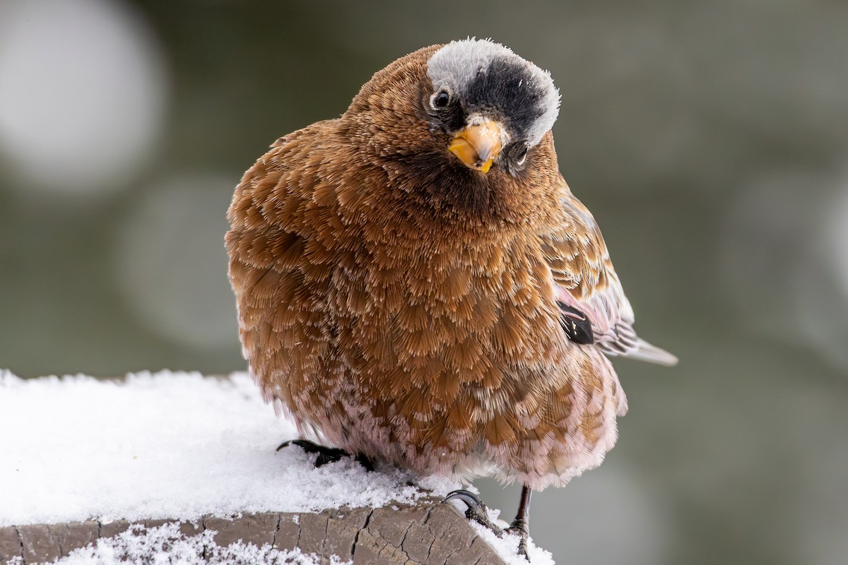 Gray-crowned Rosy-Finch - ML644174019