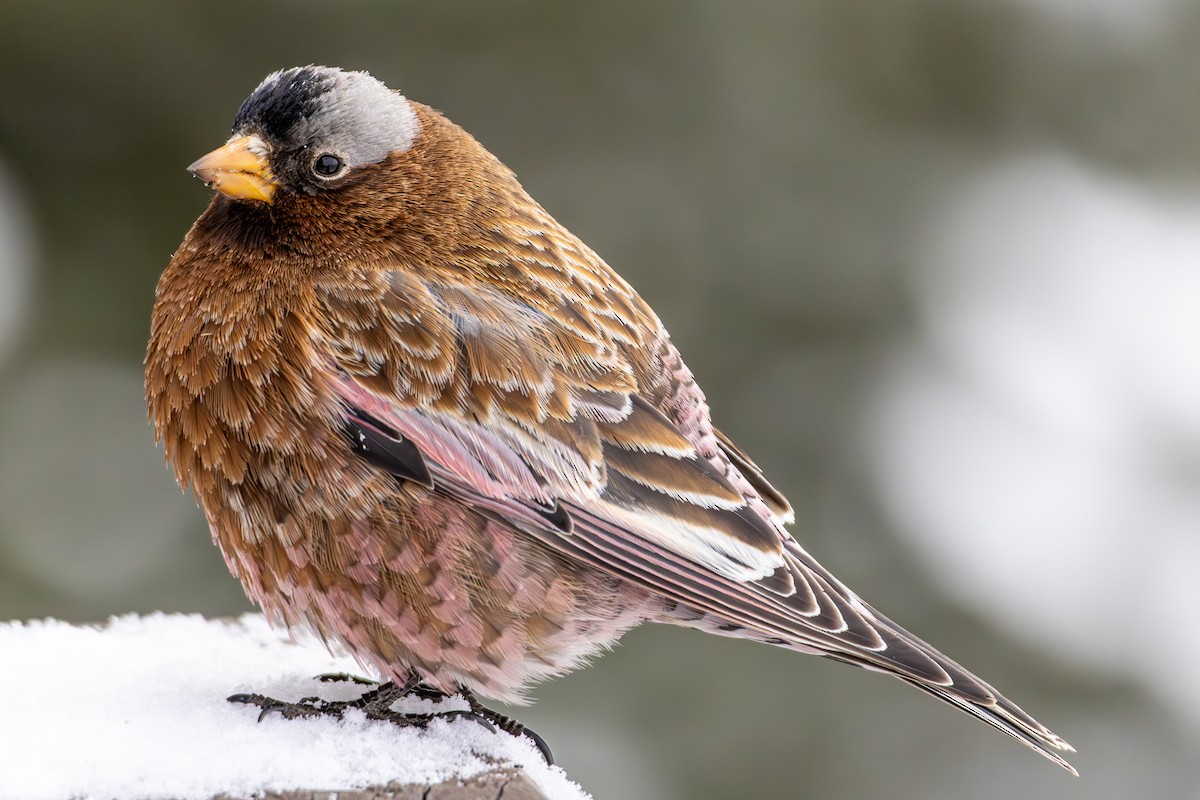 Gray-crowned Rosy-Finch - ML644174020