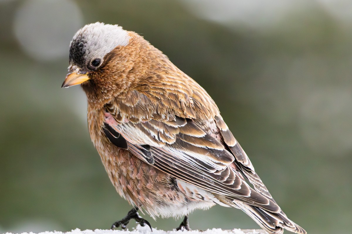 Gray-crowned Rosy-Finch - ML644174021