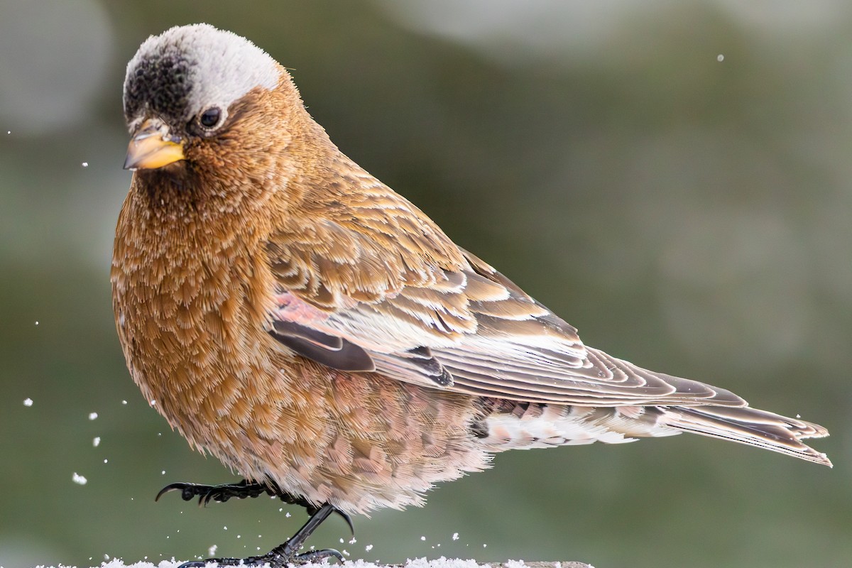 Gray-crowned Rosy-Finch - ML644174022