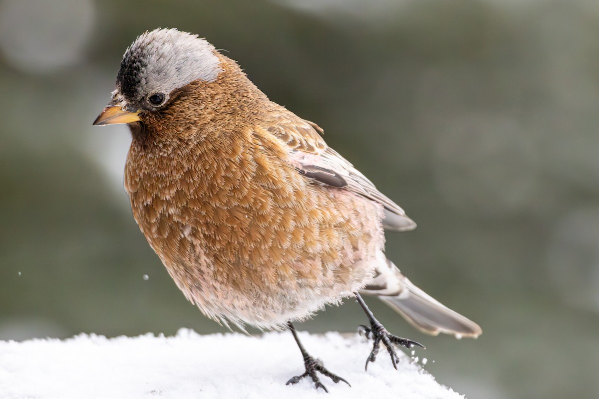 Gray-crowned Rosy-Finch - ML644174023
