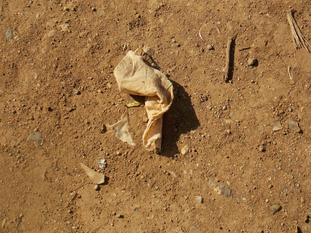 Chilean Mockingbird - ML644174037