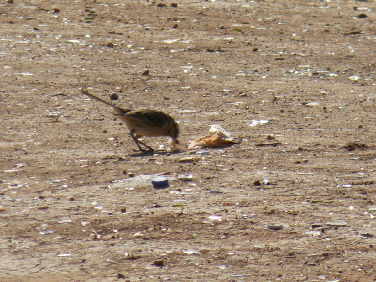 Chilean Mockingbird - ML644174038