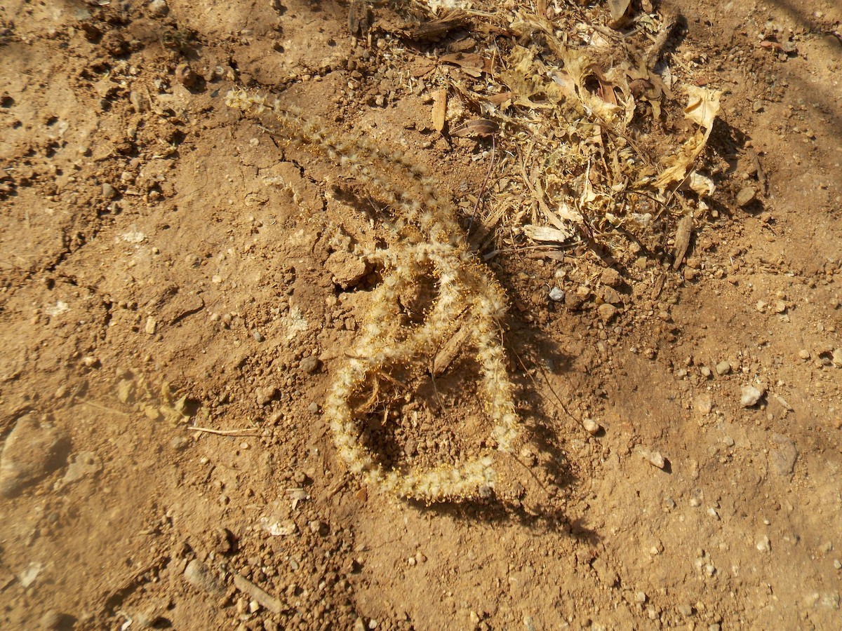 Chilean Mockingbird - ML644174039
