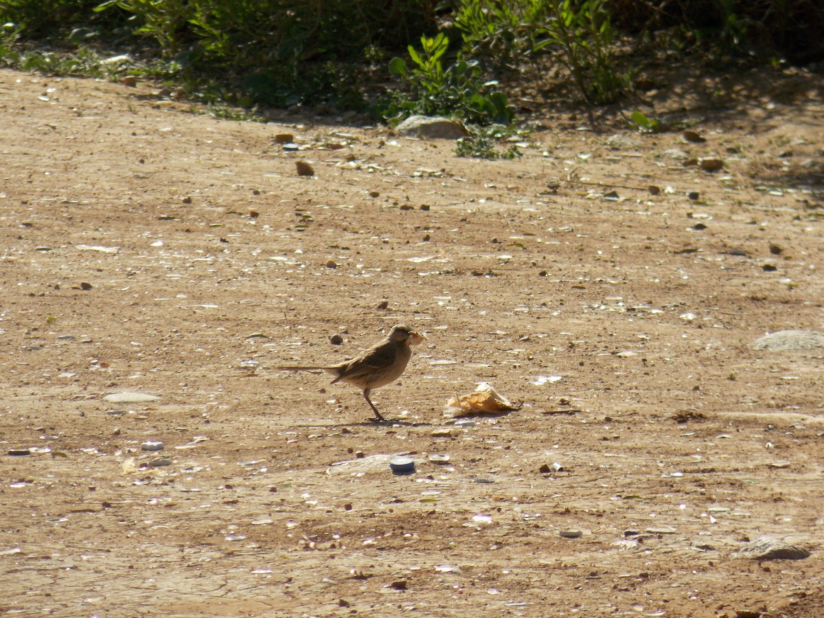 Chilean Mockingbird - ML644174041