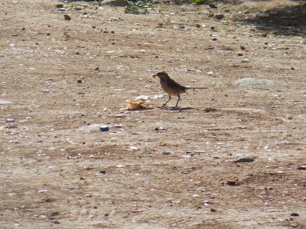 Chilean Mockingbird - ML644174042