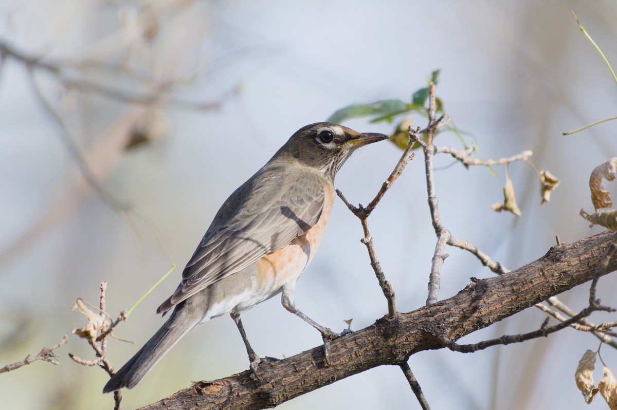 American Robin - ML644174044