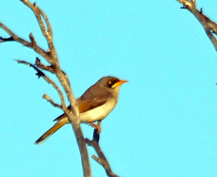 Yellow-throated Miner - ML644174045