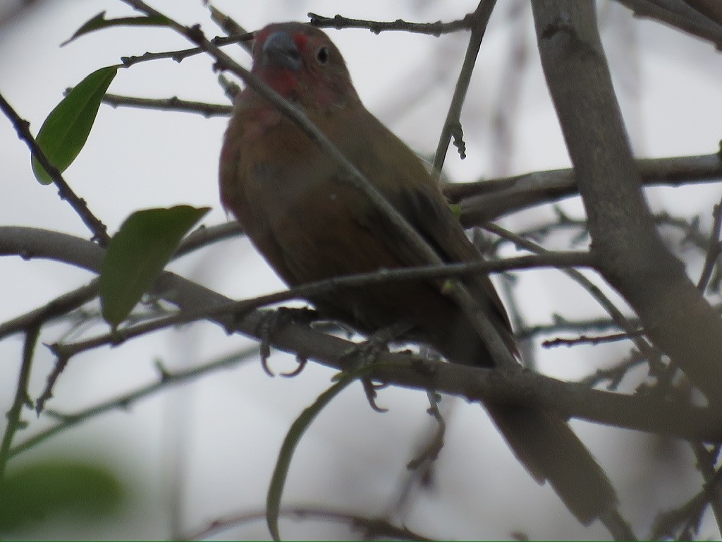 Red-billed Firefinch - ML644174053