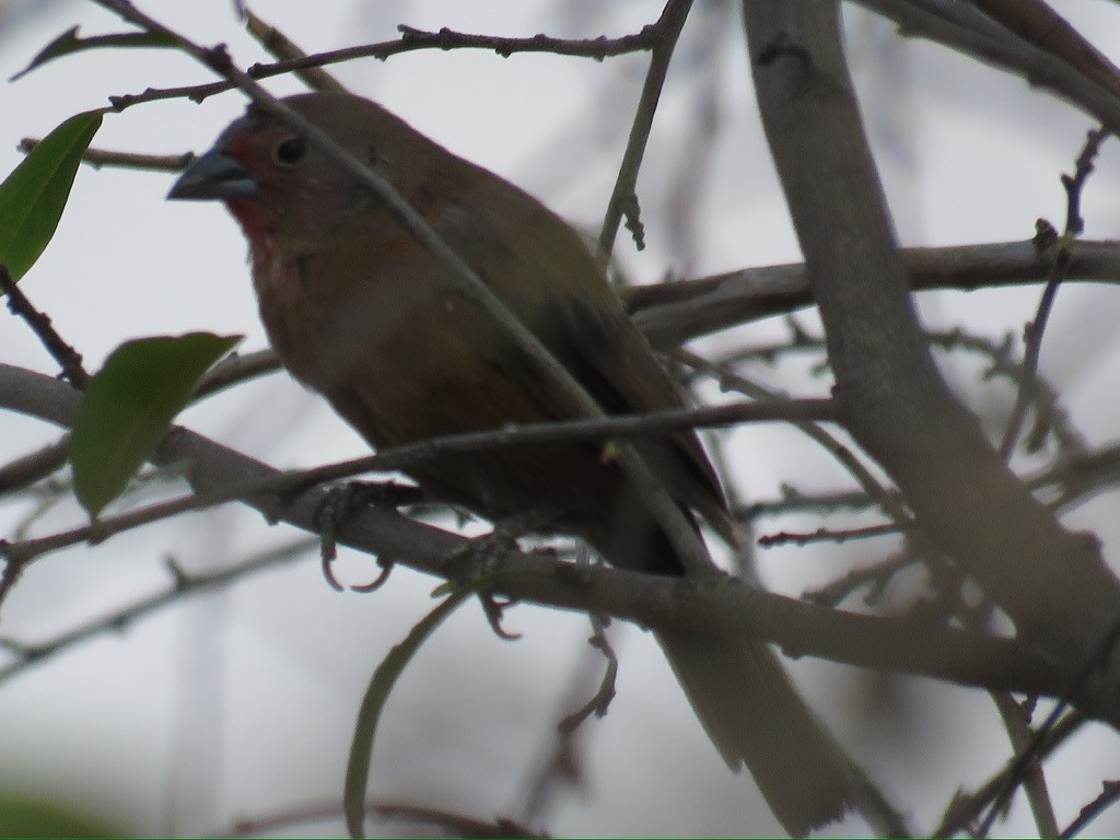 Red-billed Firefinch - ML644174054