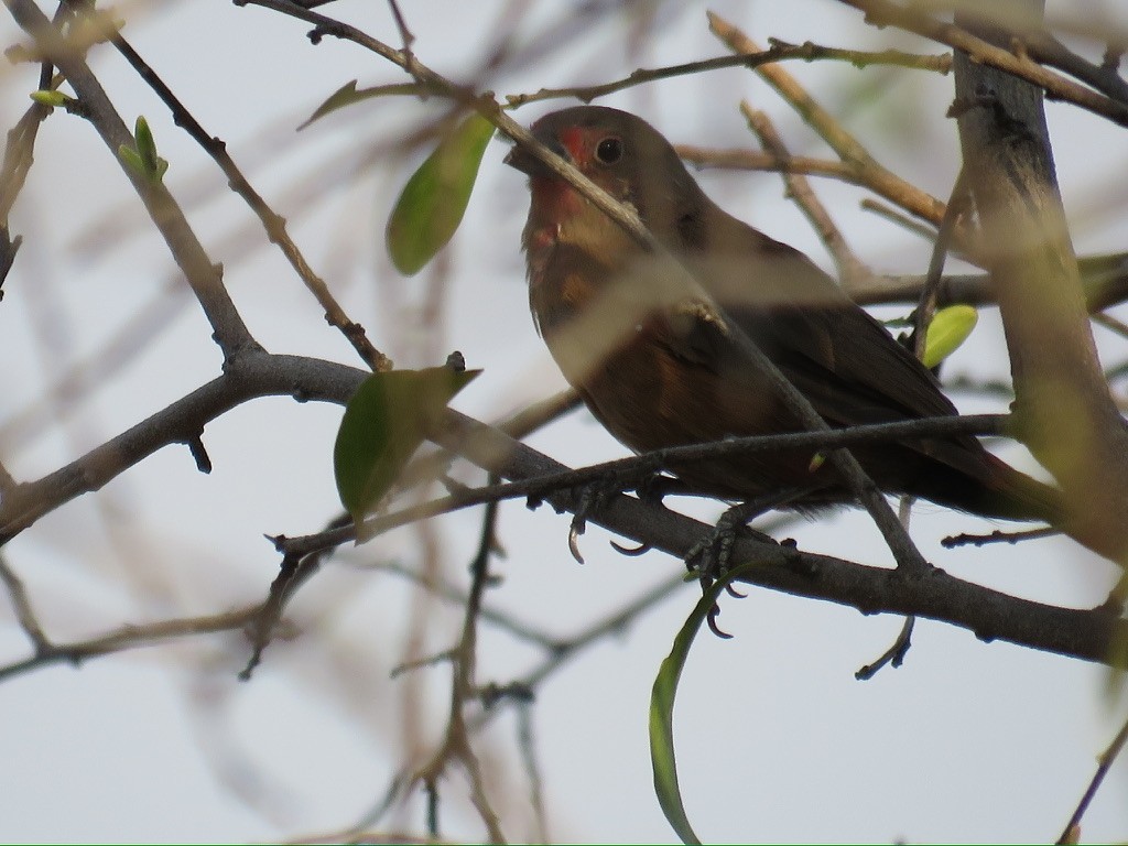 Red-billed Firefinch - ML644174055
