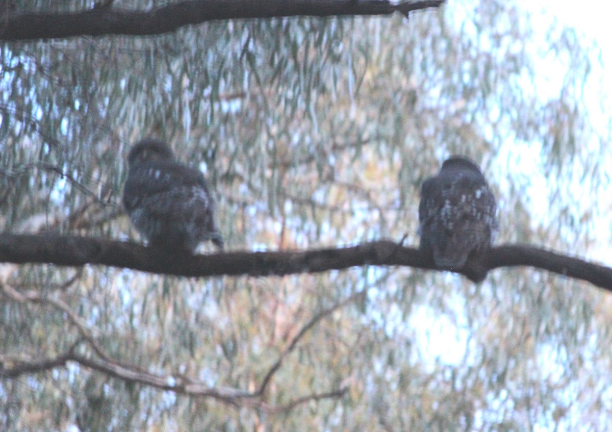 Barking Owl - ML644174067