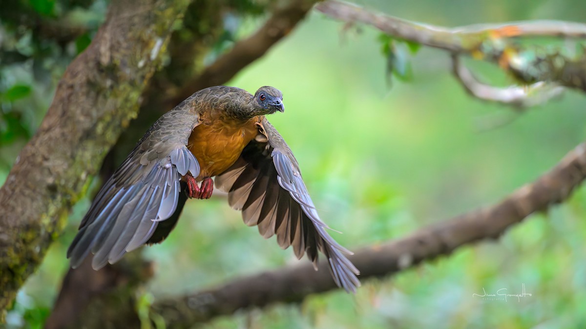 Sickle-winged Guan - ML644174087