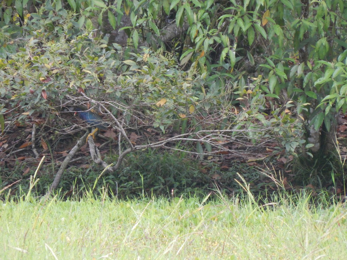 Uroilo urdin amerikarra - ML644174088