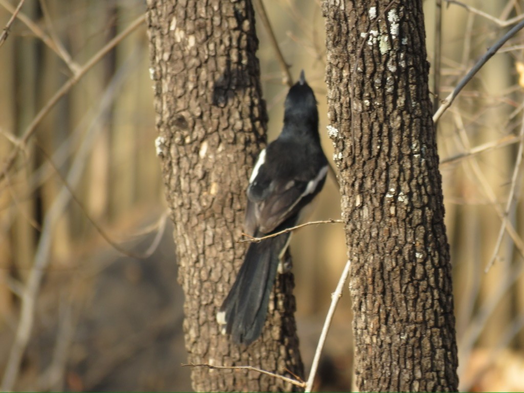 Tropical Boubou - ML644174089