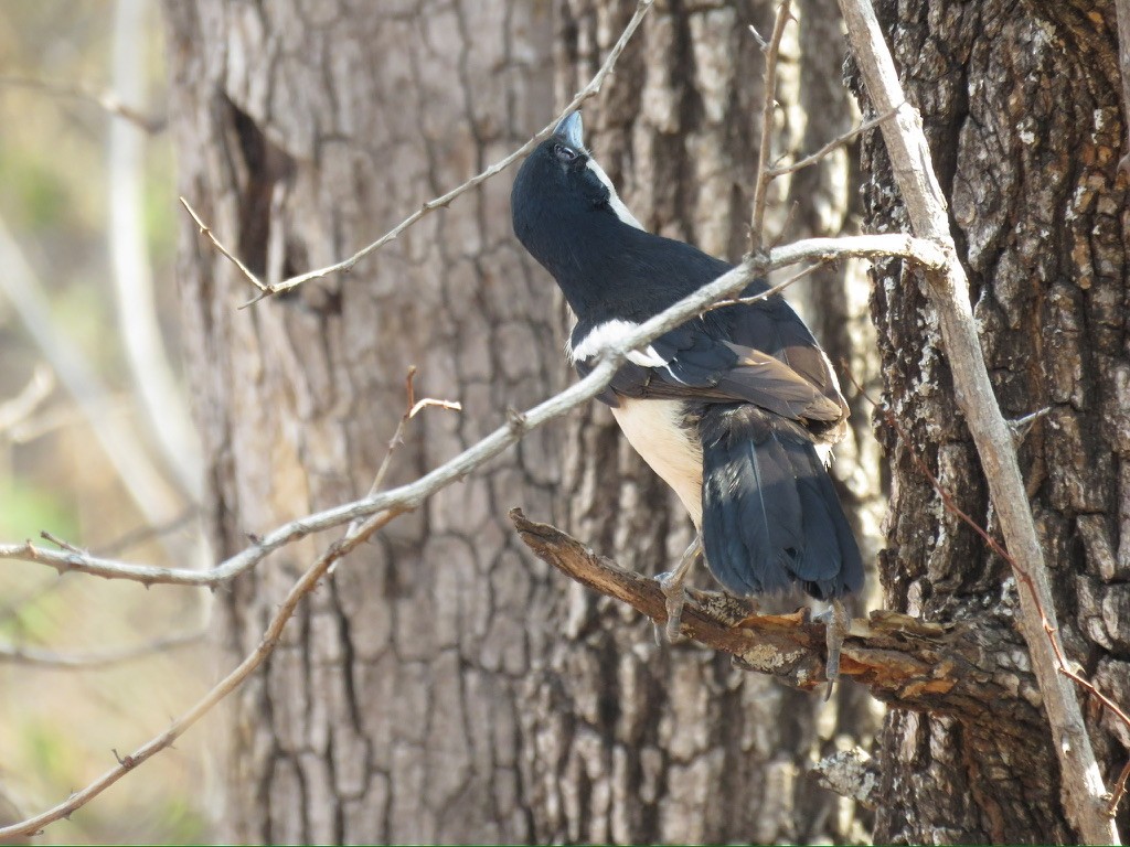 Tropical Boubou - ML644174090